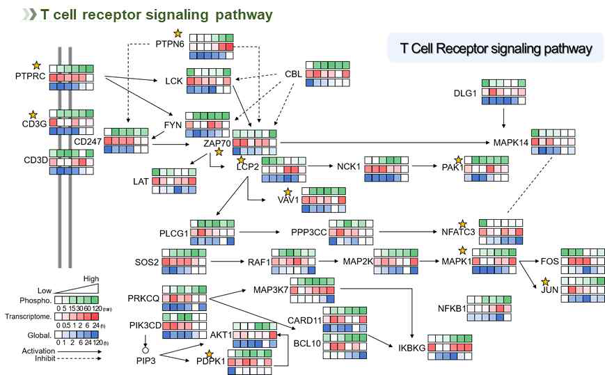 T cell receptor signaling pathway network