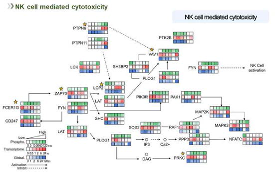 NK cell mediated cytotoxicity network