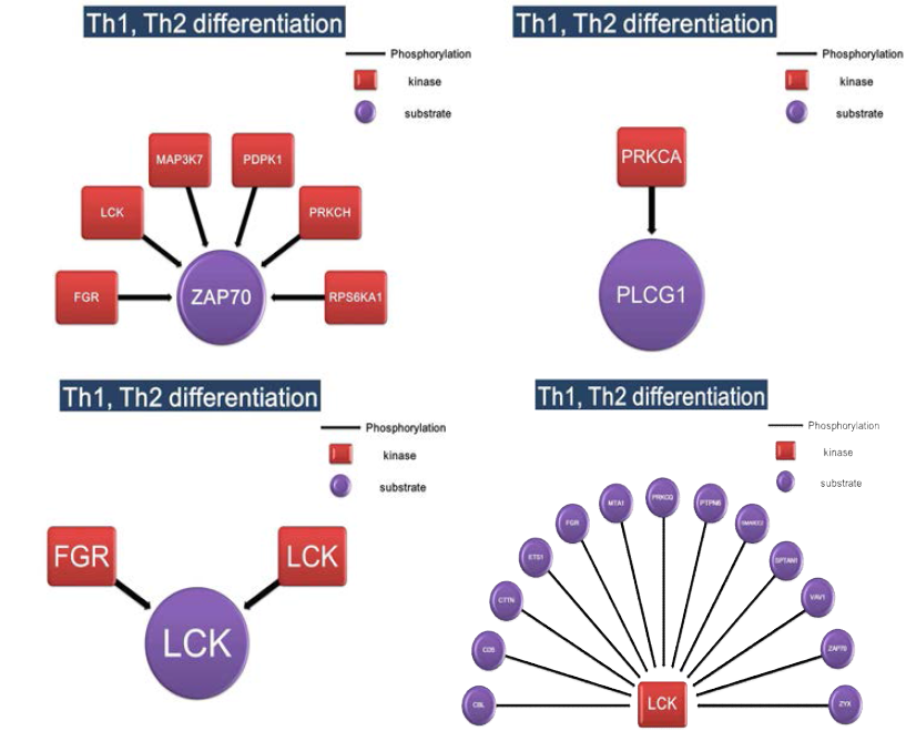 Th1, Th2 differentiation의 kinase-substrate network