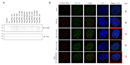 TRF2 S11,20A mutant induces TIF formation. (A) MCF7 cells were transfected with various constructs as indicated and immunoblotted with Flag-antibody to detect the expression levels. (B) MCF7 cells were transfected with various constructs and analyzed by indirect immunofluorescence assay for co-localization of 53BP1 foci (green) with telomeric sites marked by TTAGGG-specific FISH probe (red). DNA was stained with DAPI (blue)