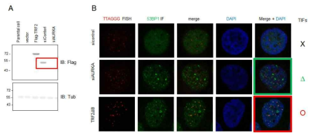 Aurora kinase A knockdown does not efficiently induce TIF formation. (A) MCF7 cells were transfected with control siRNA, AURKA siRNA, and TRF2ΔB and immunoblotted with Flag-antibody. (B) MCF7 cells were transfected with control siRNA, AURKA siRNA and TRF2ΔB and analyzed by indirect immunofluorescence assay for co-localization of 53BP1 foci (green) with telomeric sites marked by TTAGGG-specific FISH probe (red). DNA was stained with DAPI (blue)