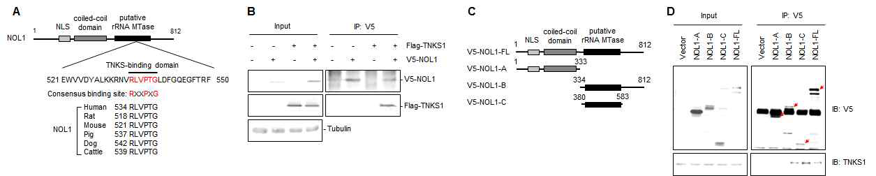 NOL1 contains RLVPTG motif in the rRNA methyltransferase domain and interacts with tankyrase 1 through this motif
