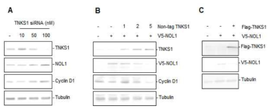 NOL1 expression is regulated by tankyrase 1. NOL1 and cyclin D1 expressions are up-regulated (A) by TNKS1 siRNA and down-regulated (B and C) by TNKS1 overexpression
