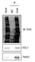 NOL1 was poly(ADP-rybosyl)ated by TNKS1. TNKS1 was also modified via auto-poly(ADP-rybosyl)ation