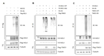 TNKS1 regulates NOL1 protein stability through a ubiquitination-dependent pathway. (A) Ubiquitination of NOL1 was increased by the MG132 treatment. (B) When TNKS1 was overexpressed, wild-type NOL1, but not NOL1 mutant that cannot bind to TNKS1 (NOL1-Mut), showed increased levels of ubiquitination. (C) Catalytic dead tankyrasse 1 (TNKS1-PD) did not increase ubiquitination levels of NOL1
