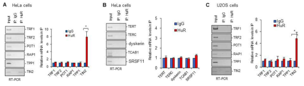 HeLa (telomerase-positive) and U2OS (telomerase-negative) cell lysates were subjected to immunoprecipitation (IP) with anti-HuR antibody, followed by quantitative RT-PCR to measure the enrichment of mRNAs of shelterin proteins in HuR IP compared with control IgG IP. HuR interacts with TIN2 mRNA but does not interact with other shelterin mRNAs. HuR also interacts with TIN2 mRNA in telomerase-negative U2OS cells