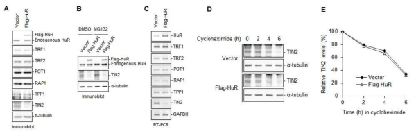 (A) HeLa cells expressing Flag-HuR were analyzed by immunoblot analysis to detect various shelterin proteins. (B) HeLa cells expressing Flag-HuR were treated with 10 mM MG132 for 6 h and analyzed by immunoblot with antibodies against HuR and TIN2. (C) HeLa cells expressing Flag-HuR were analyzed by quantitative RT-PCR to detect the mRNA levels of various shelterin proteins. (D) HeLa cells were transfected with Flag-HuR and treated with 100 μg/ml cycloheximide for the indicated times. Lysates were analyzed by immunoblot with anti-TIN2 or anti-tubulin antibodies. (E) Graphical representation of relative TIN2 protein levels normalized against the loading control α-tubulin