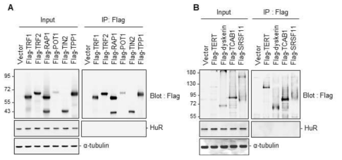 HuR does not interact with shelterin proteins and telomerase components. HeLa cells were transfected with the expression vectors for shelterin proteins (A) and telomerase components (B) as indicated and immunoprecipitated with anti-Flag antibodies, followed by immunoblot analysis with anti-HuR antibodies