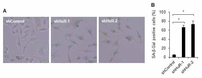 HeLa cells stably expressing control shRNA or HuR shRNAs are stained for SA-β-Gal activity. (A) HeLa cell lines stably expressing control shRNA or HuR shRNAs at PD 42 were photographed after staining for SA-β-Gal activity. (B) The percentage of total cells that are positive for SA-β-Gal activity is shown in three stable HeLa cell lines
