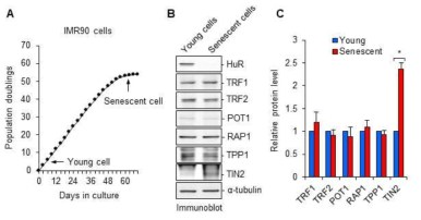 TIN2 levels are elevated in human IMR90 fibroblasts rendered senescent phenotype via replicative exhaustion. (A) Cell growth curve of IMR90 cells. (B) IMR90 cells were harvested at early (young cells) and late passages (senescent cell) and analyzed by immunoblot to detect various shelterin proteins. (C) Graphical representation of the relative levels of shelterin proteins in the senescent cells normalized against the young cells