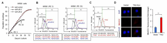 Enhanced ROS levels by HuR depletion in primary IMR90 cells. (A) Cell growth curves of IMR90 cells stably expressing control shRNA or HuR shRNAs. (B) IMR90 cells stably expressing control or HuR shRNAs at the indicated PDs were incubated with 5 μM MitoSOX Red and analyzed for detection of the mitochondrial ROS levels by flow cytometry. (C) IMR90 cells transfected with TIN2-Myc were incubated with 5 μM MitoSOX and analyzed for fluorescence detection of the mitochondrial ROS levels. (D) Digital images of MitoSOX fluorescence were obtained by confocal microscopy and overlaid with DAPI images
