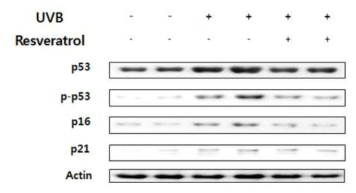 SIRT1 activator인 resveratrol에 의한 senescence marker 단백질의 확인