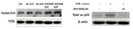 MHY2008에 의한 핵 내 SIRT1 발현 증가와 p53의 acetylation의 감소