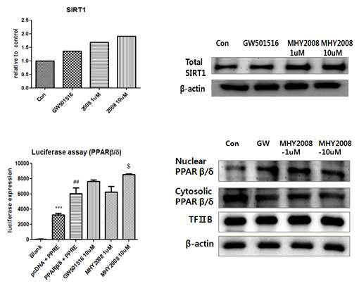 MHY2008의 PPARβ/δ 활성화를 통한 SIRT1의 발현 증가 효과