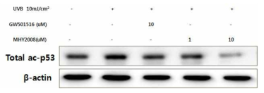 MHY2008에 의한 p53의 acetylation 감소