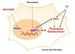 MHY2008의 PPARβ/δ 활성화를 통한 SIRT1의 발현 조절과 세포노화 조절