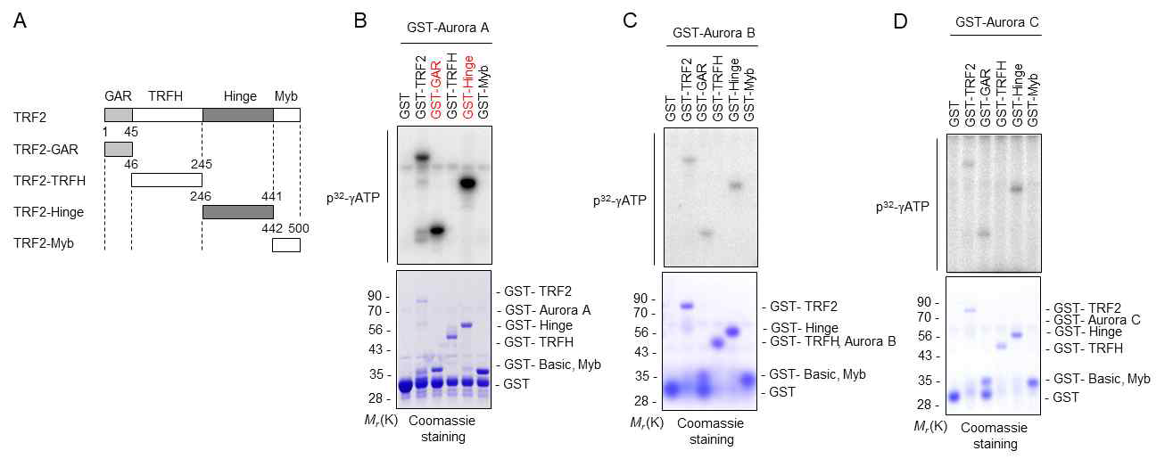 GAR and hinge domains of TRF2 are phosphorylated by Aurora kinase A in vitro. (A) Four domains (GAR, TRFH, Hinge, and Myb) were fused with GST and bacterially expressed. (B-D) Full-length and four TRF2 domains were incubated with Aurora kinase A, B and C in the presence of p32-γATP