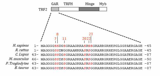 Schematic representation of four TRF2 domains and the positions of six serine residues. Serine residues in the TRF2 GAR domain are well conserved among various species