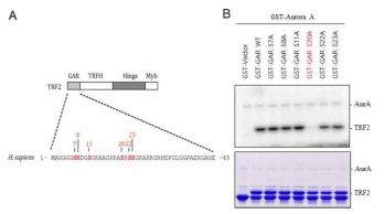 (A) Each serine residue in the GAR domain was mutated to alanine. (B) Serine 20 residue in the TRF2 GAR doamin is specifically phosphorylated by Aurora kinase A