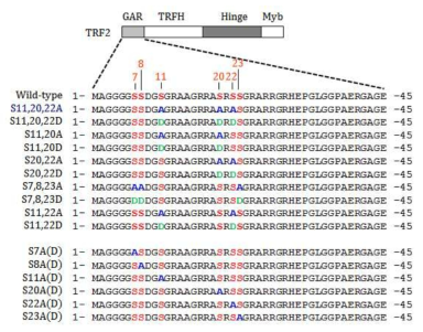 Various mutations of six serine residues in the TRF2 GAR domain