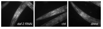 hns 변이체에 DAF-16의 nuclear translocation dusrn