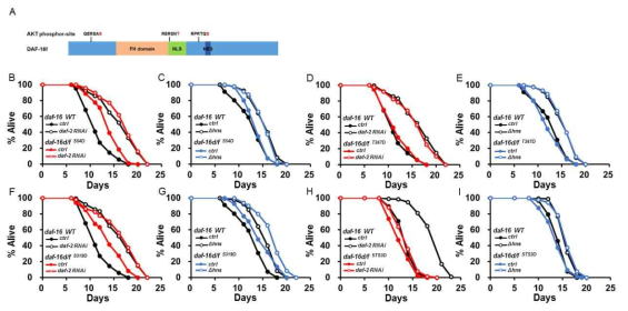 hns 변이체에 의한 DAF-16 형질전환 변이체의 수명 조절 연구