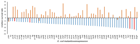 relative survival rate by E. coli mutant vs overexpression strain