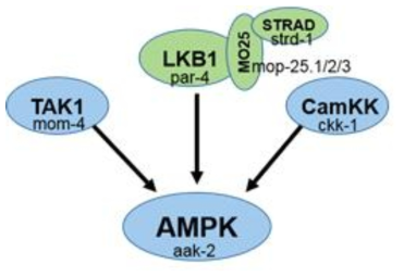 upstream kinase of AMPK