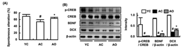 Effect on the expression of DCX and BDNF and phosphorylation of CREB. (YC, young mice with vehicle; AC, aged mice treated with vehicle; AO, aged rats treated with OW38)