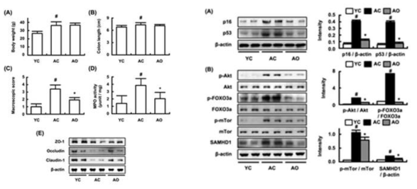 Anti-inflammaging effect of probiotics OW38 in aged mice