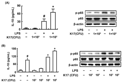 Effect of Lactobacillus sakei K17 on IL-10 expression and NF-κB activation in dendritic cells (DCs) and macrophages stimulated with or without LPS