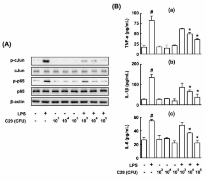 Effect of C29 on the expression of TNF-α, IL-1β, and IL-6 and the activation of NF-κB in peritoneal macrophages stimulated with LPS