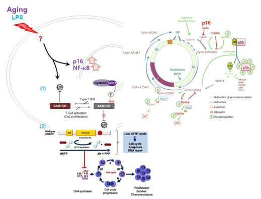 The proposed role of SAMHD1 on the life cycle