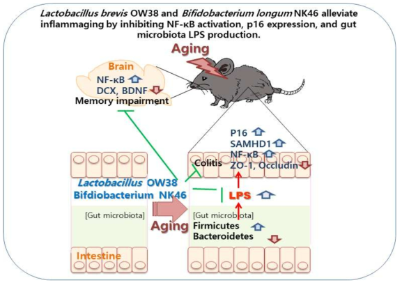 Lactobacillus brevis OW38 and Bifidobacetrium longum NK46 alleviate the cognitive decline in aged mice