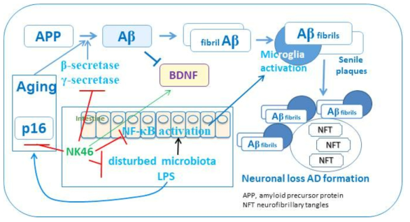 Bifidobacetrium longum NK46 alleviate the aging and cognitive decline in aged mice
