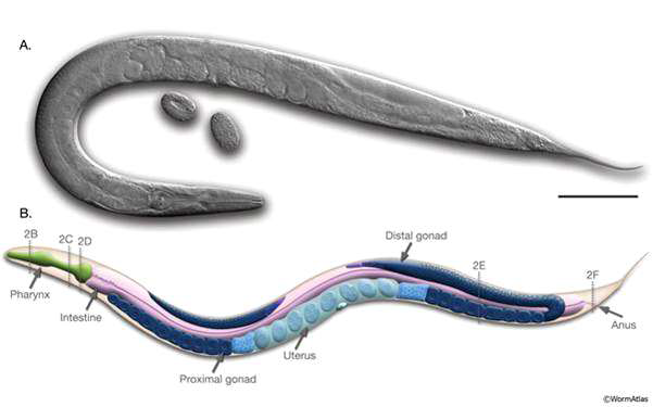 anatomy of C. elegans (www.wormatlas.org)