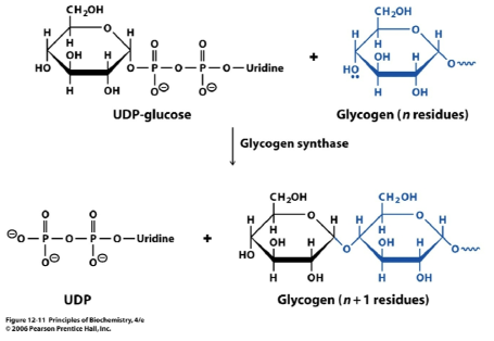 glycogen synthase