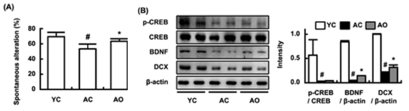 Effect on the expression of DCX and BDNF and phosphorylation of CREB. (YC, young mice with vehicle; AC, aged mice treated with vehicle; AO, aged rats treated with OW38)