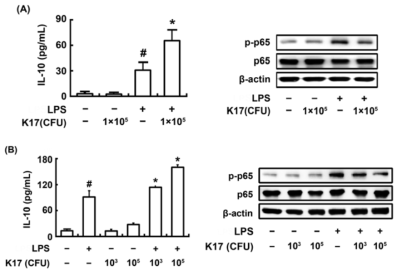 Effect of Lactobacillus sakei K17 on IL-10 expression and NF-κB activation in dendritic cells (DCs) and macrophages stimulated with or without LPS