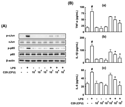 Effect of C29 on the expression of TNF-α, IL-1β, and IL-6 and the activation of NF-κB in peritoneal macrophages stimulated with LPS