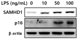 Effect of LPS in SAMHD1 and p16 expression