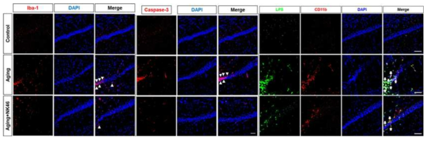 NK46 suppressed the infiltration of activated microglia into the hippocampus in aged mice. (a) Effects on Iba1+ (activated microglia) population in the hippocampus, assessed by a confocal microscope. (b) Effect on LPS+/CD11b+ (G) and caspase-3+/Neu+ (apoptotic neuron) cell populations (c) in hippocampus. Bar indicates 0.1 mm. Test agent (Ag, vehicle alone; NK46, 1×109 CFU/mouse/day) was orally administered for 1 month in aged mice. Normal control mice (Nor) were treated with vehicle alone. All data were expressed as mean ± SD (n = 6). # p < 0.05 vs. normal control (Nor) group. *p < 0.05 vs. Ag group