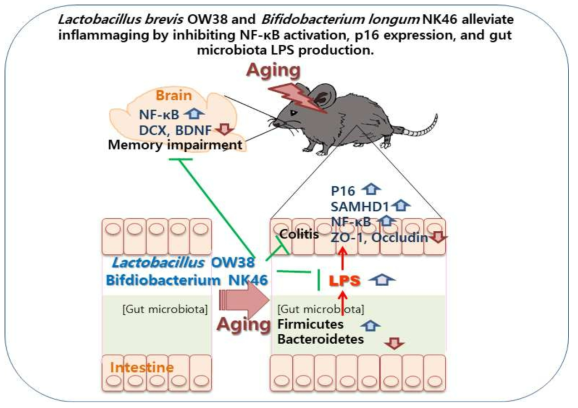 Lactobacillus brevis OW38 and Bifidobacetrium longum NK46 alleviate the cognitive decline in aged mice