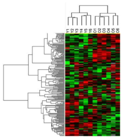 6개월령 (Y)과 24개월령 (O) group간의 miRNA 발현 차이를 보여주는 heat map