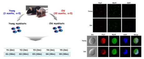 young & old Pax7+/MyoD+ myoblast 세포주 확보