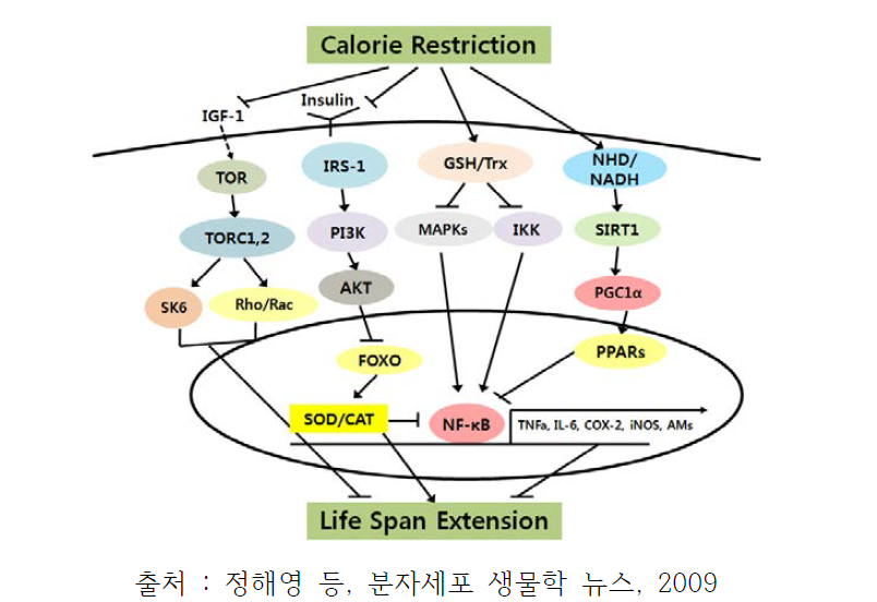 식이제한을 통한 노화제어의 신호전달경로