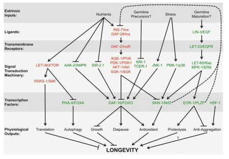 longevity regulating pathway conserved from worms to human