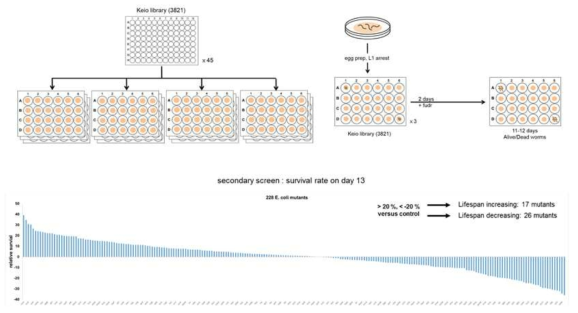 Keio collection/예쁜꼬마선충을 이용한 lifespan assay 모식도