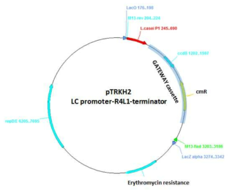 pTRKH2 LC promoter-R4L1-terminator vector map