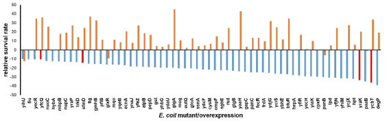 relative survival rate by E. coli mutant vs overexpression strain